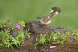 Image. American Redstart
