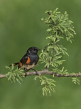Image. American Redstart