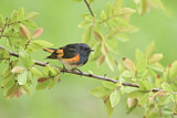 Image. American Redstart