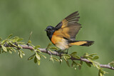 Image. American Redstart