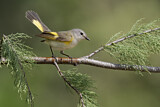 Image. American Redstart