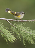 Image. American Redstart
