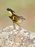 Image. American Redstart