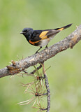 Image. American Redstart