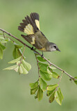 Image. American Redstart