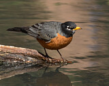 Image. American Robin