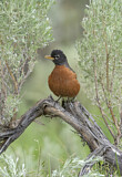 Image. American Robin