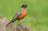 Image. American Robin