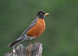 Image. American Robin