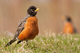Image. American Robin