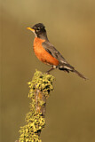 Image. American Robin