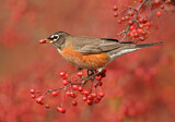 Image. American Robin
