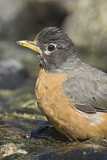 Image. American Robin