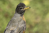Image. American Robin