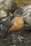 Image. American Robin