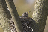 Image. American Robin