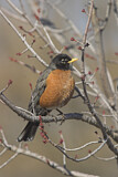 Image. American Robin