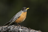 Image. American Robin