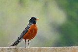 Image. American Robin