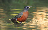 Image. American Robin