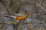 Image. American Robin