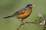 Image. American Robin