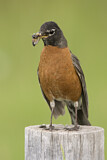 Image. American Robin