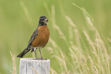 Image. American Robin