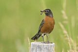 Image. American Robin