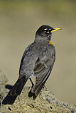 Image. American Robin