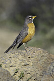 Image. American Robin