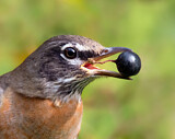 Image. American Robin