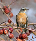 Image. American Robin