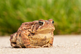 Image. American Toad