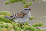 Image. American Tree Sparrow