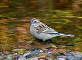 Image. American Tree Sparrow