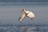 Image. American White Ibis