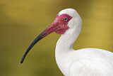 Image. American White Ibis
