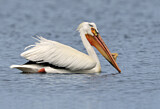 Image. American White Pelican
