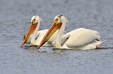 Image. American White Pelican