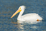 Image. American White Pelican