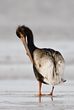 Image. American White Pelican