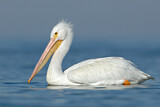 Image. American White Pelican