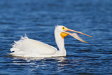 Image. American White Pelican