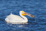 Image. American White Pelican