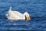 Image. American White Pelican