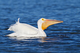 Image. American White Pelican