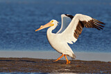 Image. American White Pelican