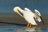 Image. American White Pelican
