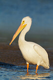 Image. American White Pelican